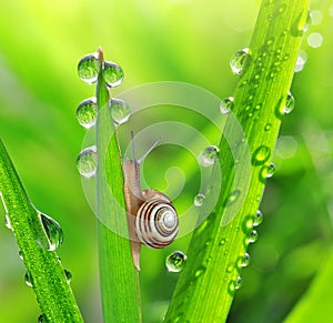 Snail on dewy grass