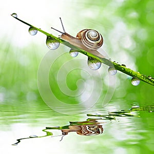 Snail on dewy grass close up