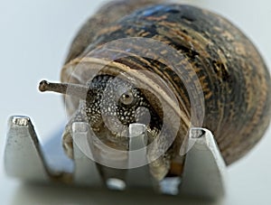 Snail dinner