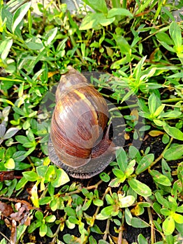 A Snail' Discovery photo