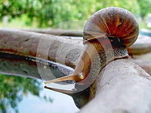 Snail is drinking water. photo