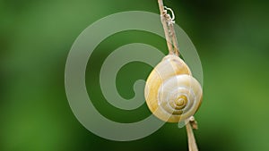 A snail on a dry blade of grass