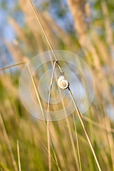 Snail on a dry blade of grass at sunset