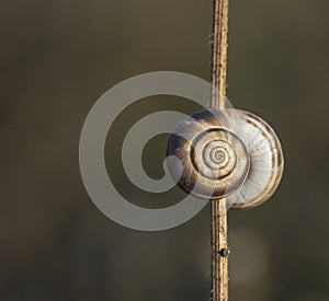 Snail on dry grass. Grape snail on a dry grass stalk. The snail in the shell is held on a dry reed. Selective focus