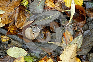Snail in dry leaf