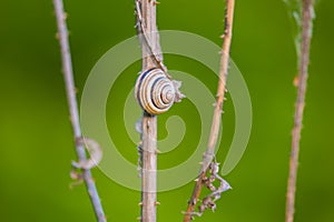 Snail on dry thistle with blurred green background