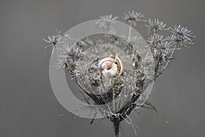 Snail on dying autumn flower