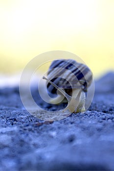 Snail earthen mollusc