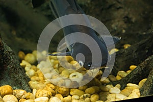 Snail eater pangasius fish