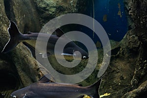 Snail eater pangasius fish