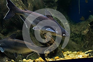 Snail eater pangasius fish