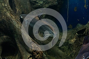 Snail eater pangasius fish