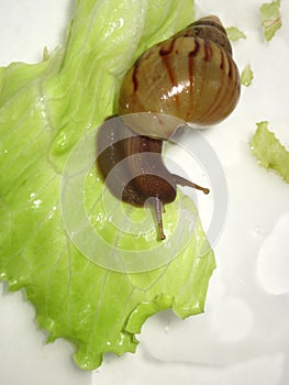 Snail eating fresh leaf