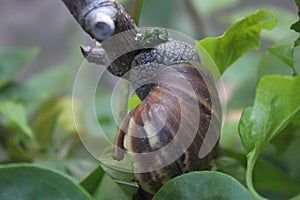 A snail is eating leave on the tree