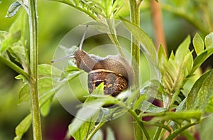 Snail eating leaves and damaging plant