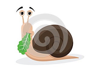 Snail eating lettuce