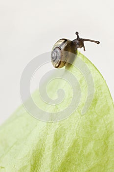 Snail eating a lettuce leaf