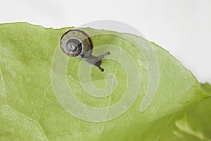 Snail eating a lettuce leaf