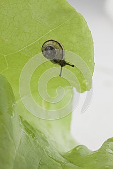 Snail eating a lettuce leaf