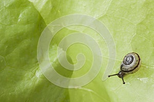 Snail eating a lettuce leaf