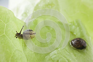 Snail eating a lettuce leaf