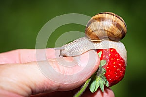Snail eating a ripe strawberry