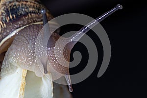 Snail eats fennel