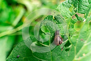 snail eats plants in the forest. park problem