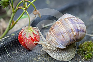 Snail eats strawberry, Pests in the garden