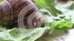 Snail eats vegetables. A garden snail that is eating fresh leaf of lettuce. Close Up of a garden snail that is eating a green sala