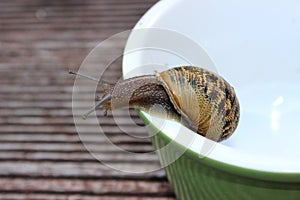 Snail on the edge