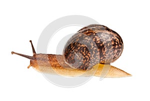 Snail (edible snail)