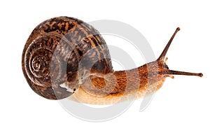 Snail (edible snail)