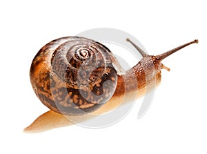 Snail (edible snail)