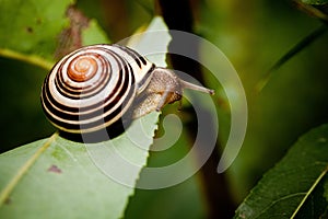 Snail in Edwards Gardens