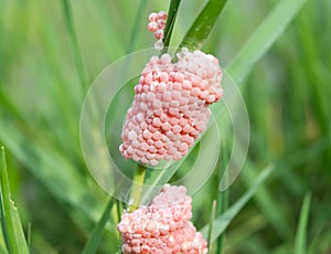 Snail egg on Rice fields