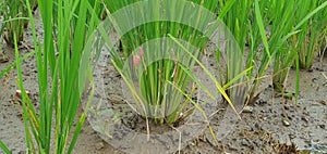 Snail egg stick on ricefield and everywhere
