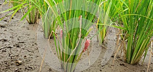 Snail egg stick on the riceplant, at the ricefield