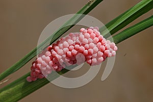 Snail eggs