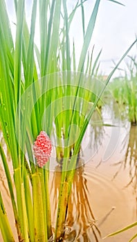 snail eggs attached to rice stalks