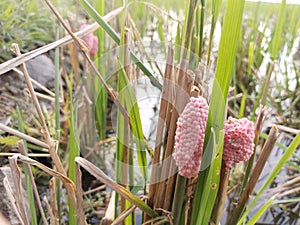 snail eggs attached to rice stalks