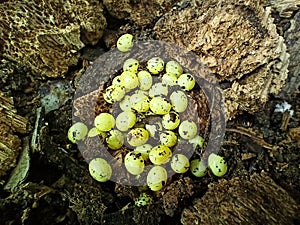 Snail eggs close up stock image