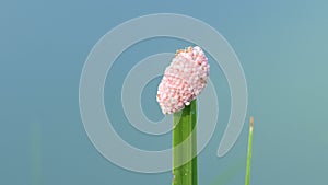 Snail eggs on on leaf in the nature