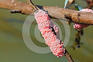 Snail eggs in a natural