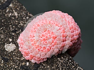 Snail Eggs Perched on The Edge