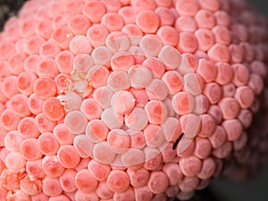 Snail Eggs Perched on The Edge