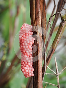 Snail eggs on plant