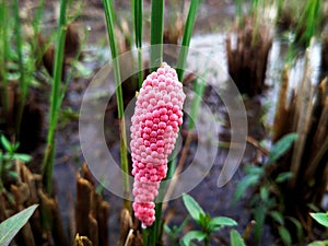 snail eggs on rice stalks