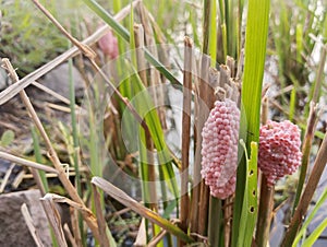 Snail eggs stick to rice stalks that have been harvested in rice fields