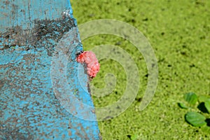 Snail eggs stuck to the pool wall